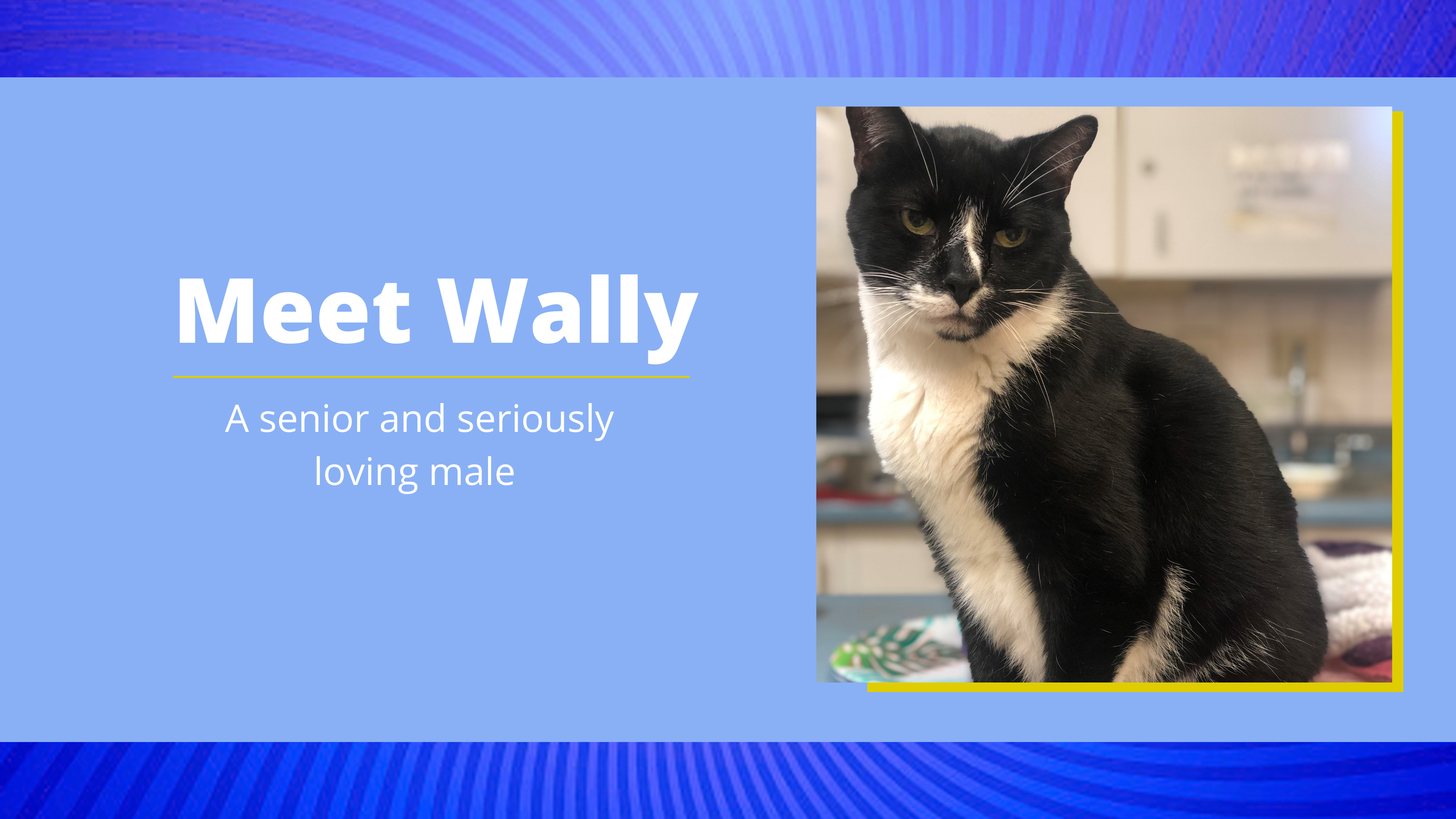 Meet Wally