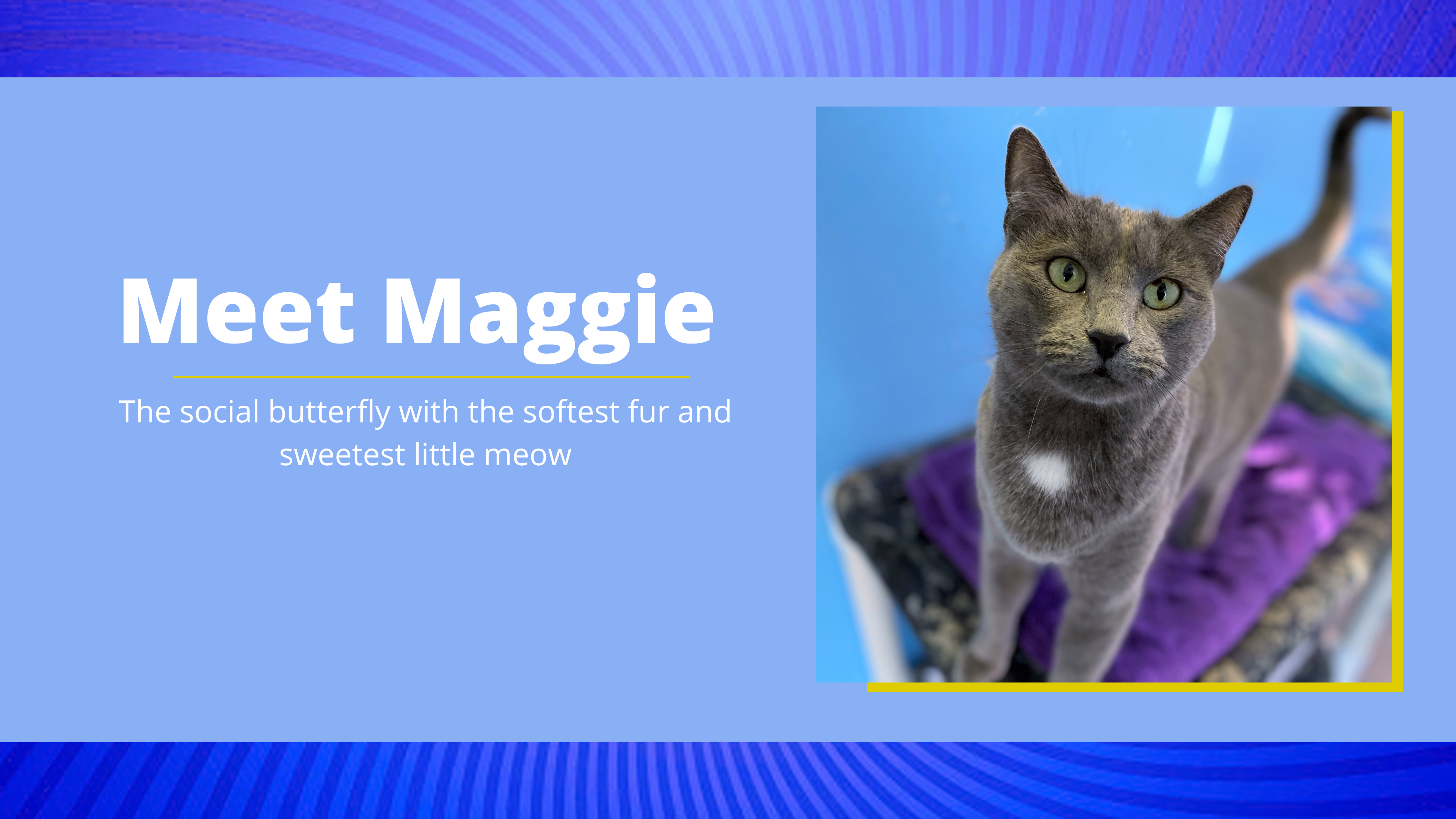 Meet Maggie