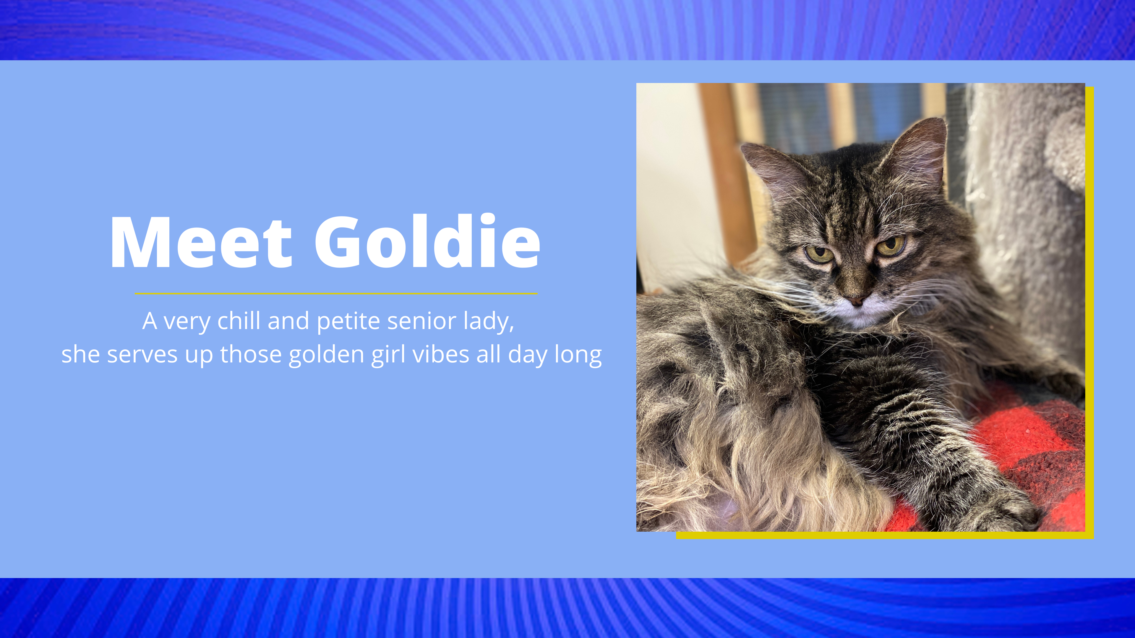 Meet Goldie