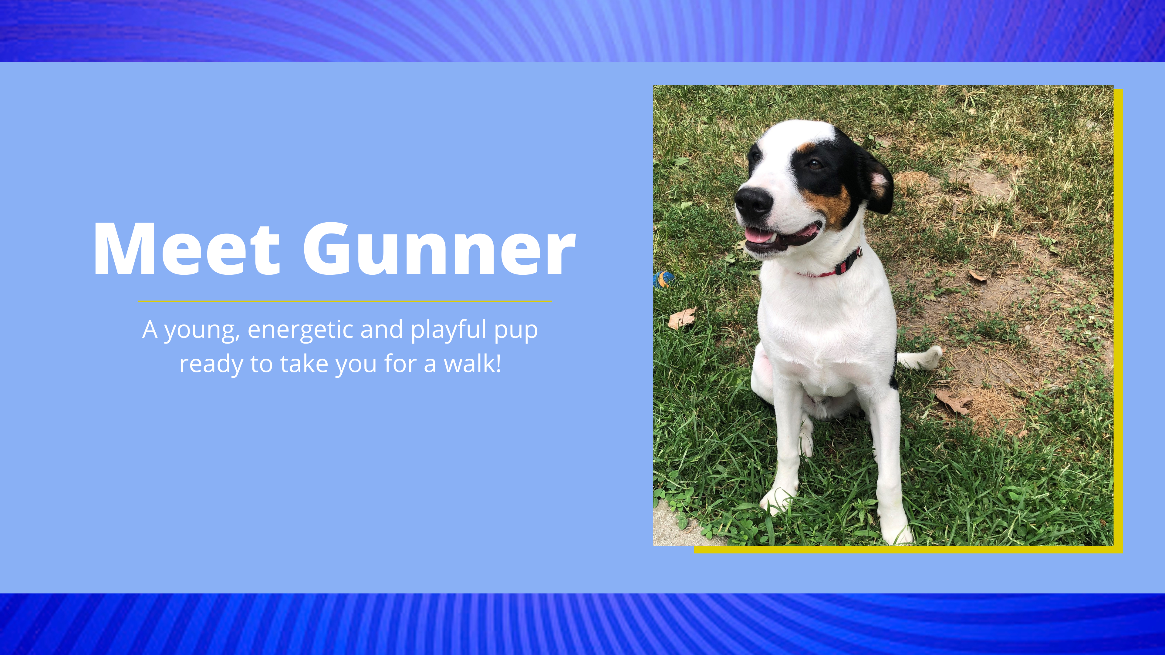 Meet Gunner