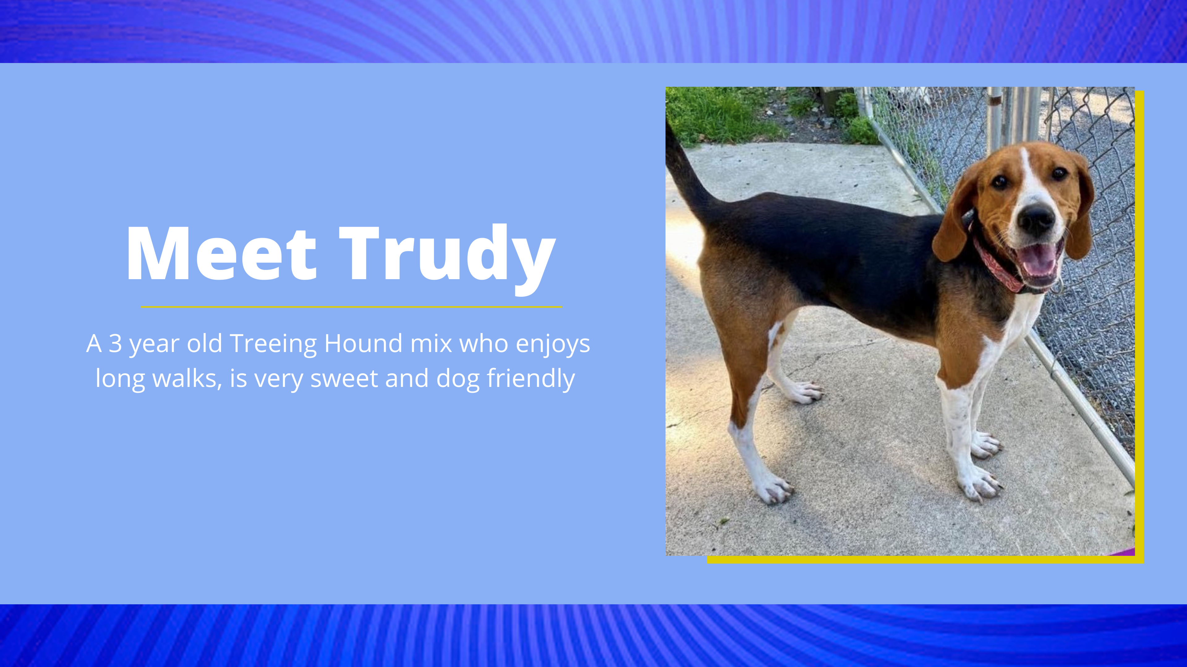 Meet Trudy