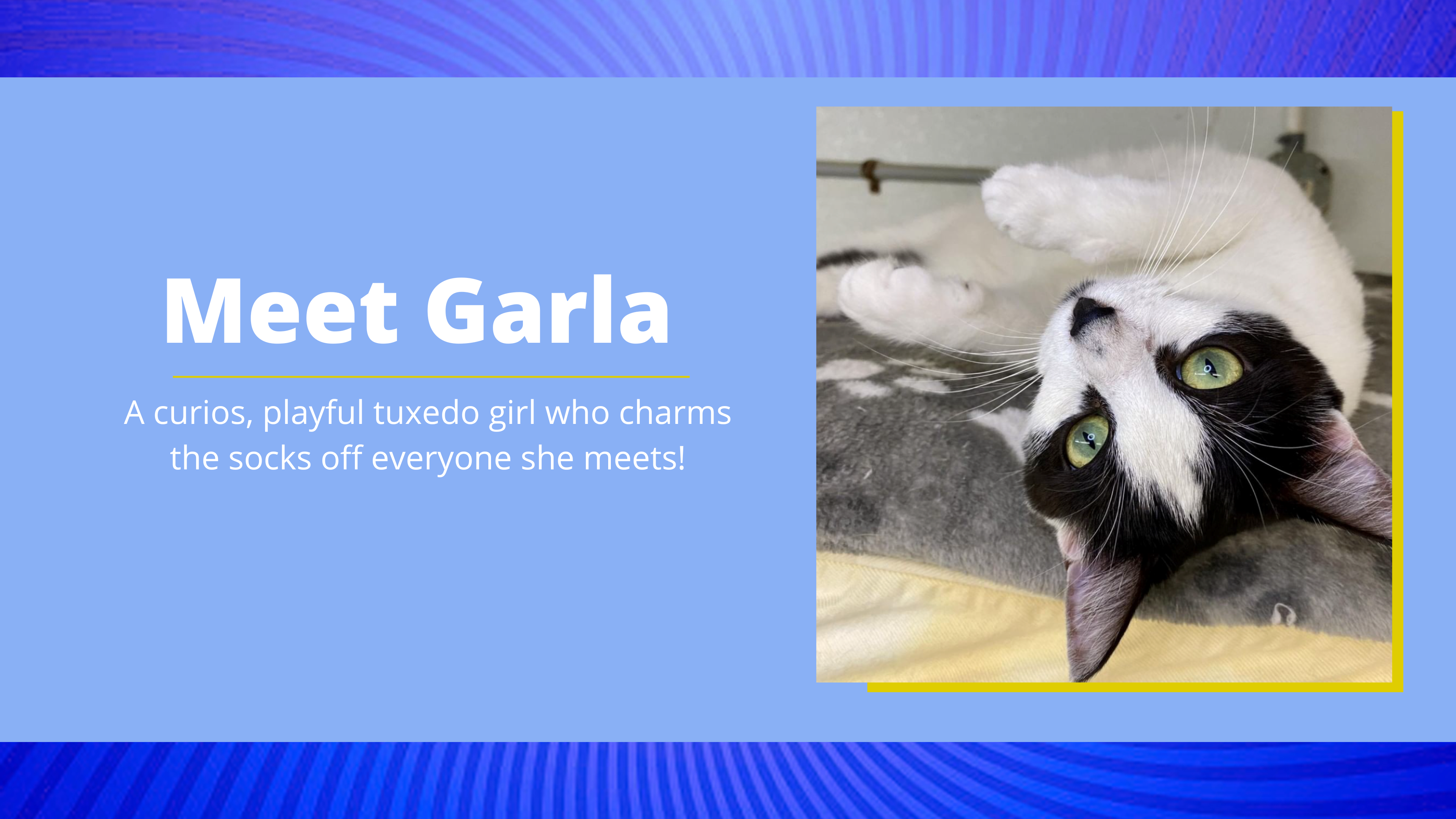 Garla is a sweet and soft 2 year old cat and is available for adoption in Beacon