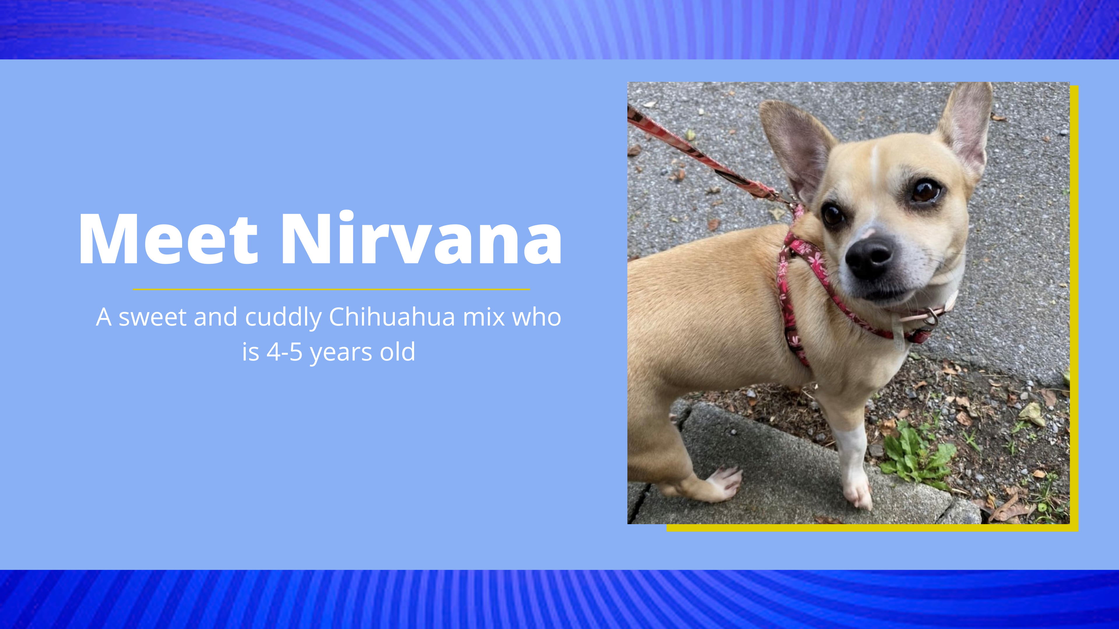 Nirvana is a cuddly chihuahua mix and is available for adoption in Beacon
