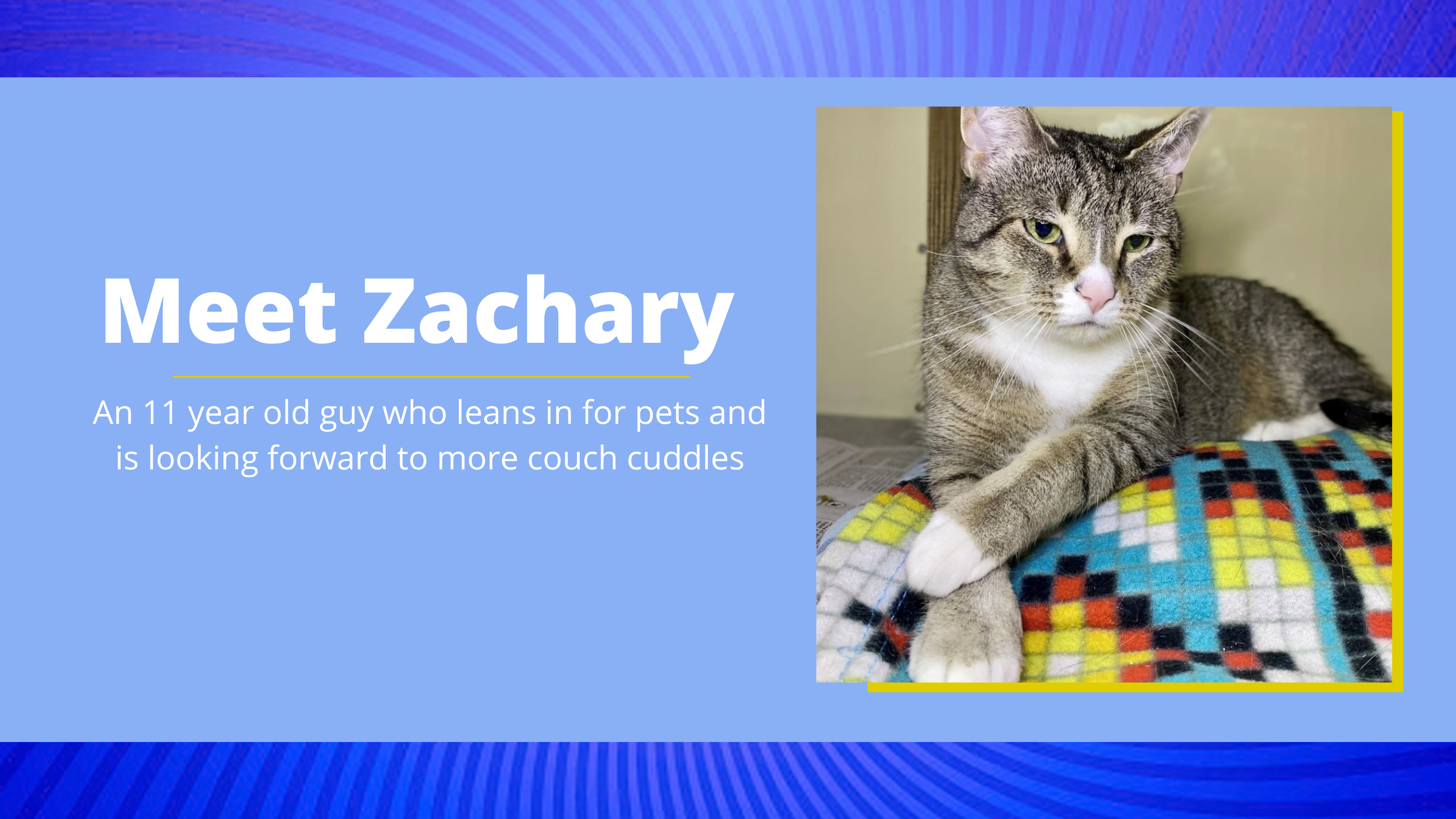 Zachary is a sweet 11 year old cat and is available for adoption in Beacon