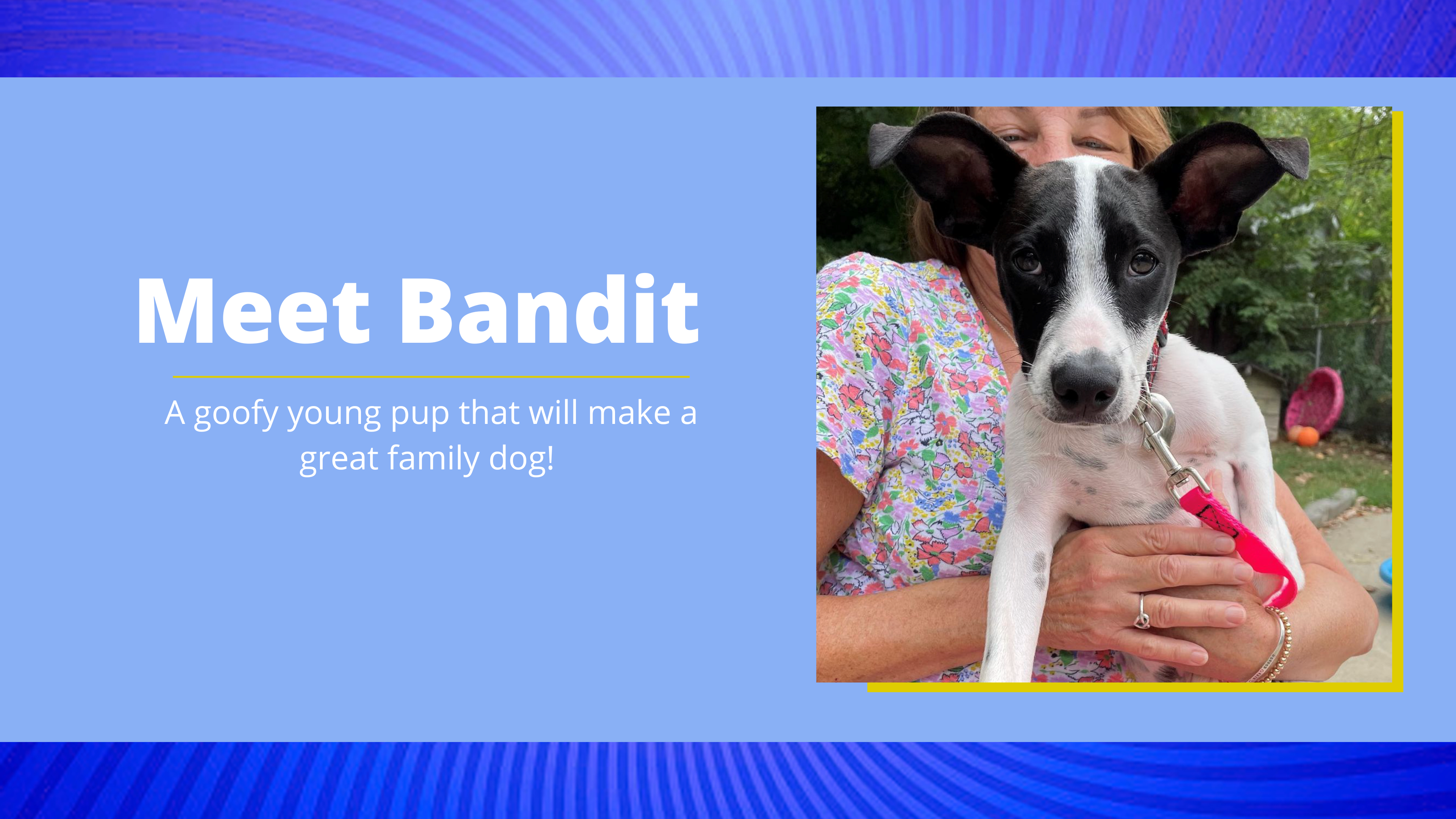 Bandit is playful puppy and is available for adoption in Beacon