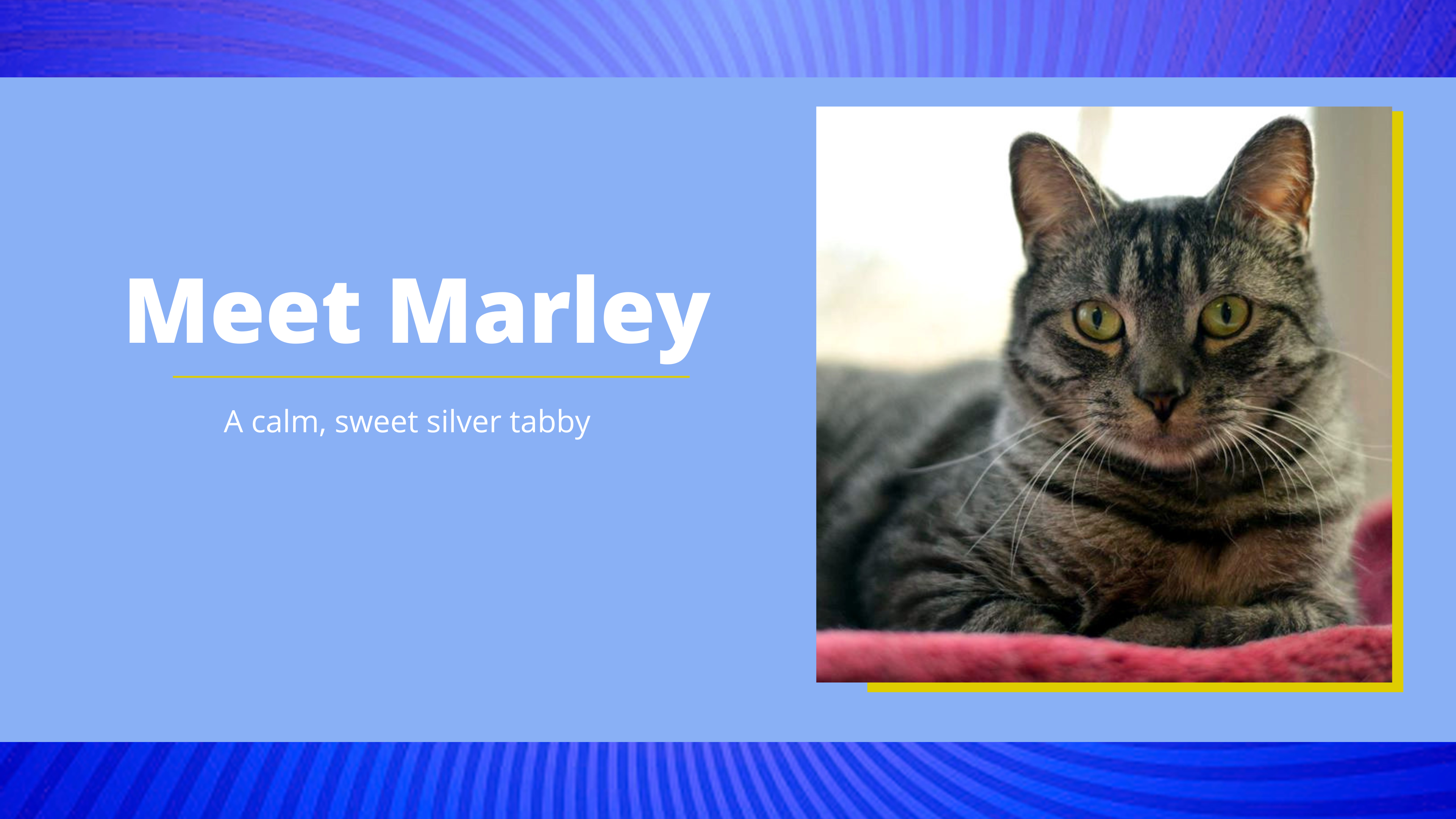 Marley is a silver tabby cat and is available for adoption in Beacon
