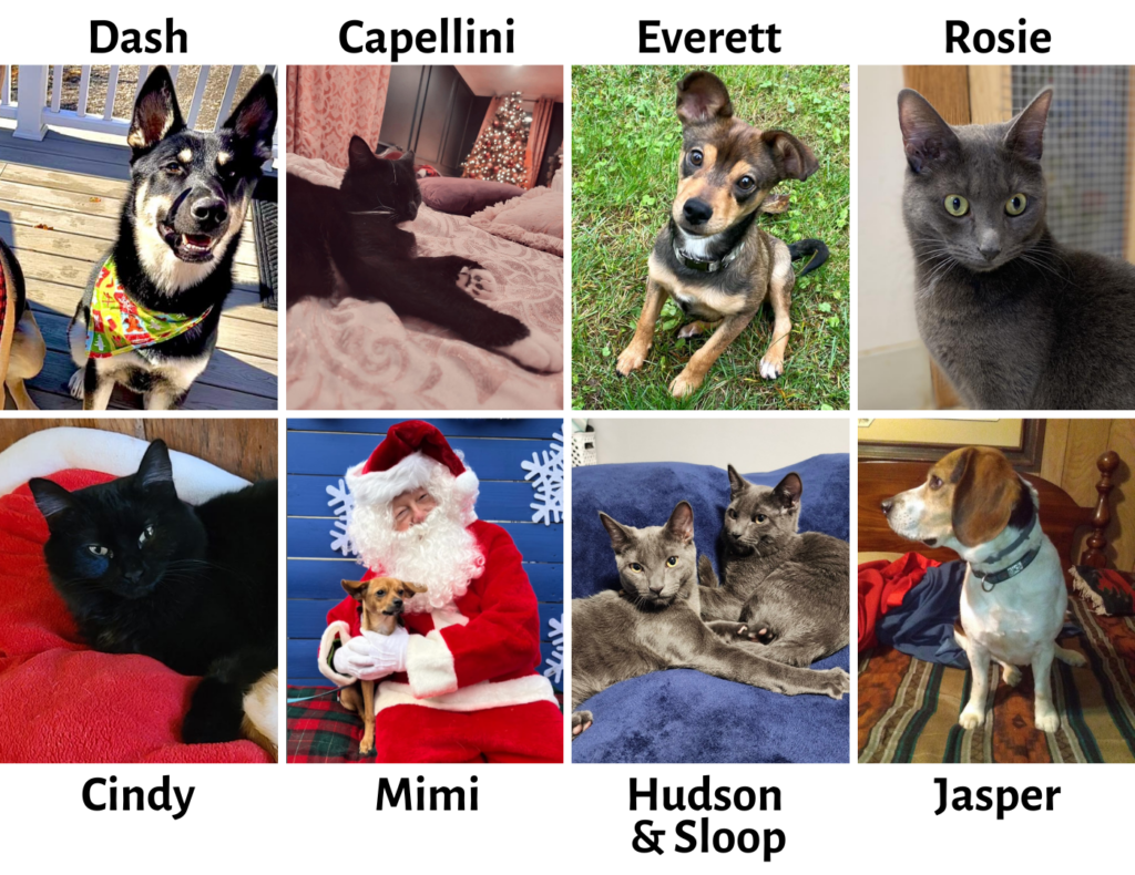 Dogs Dash, Everett, Mimi, and Jasper plus cats Capellini, Rosie, Cindy, brothers Hudson & Sloop, and Jasper were just some of the animals adopted in 2023.